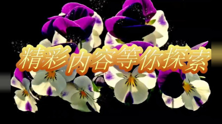 二人转版《菊花台》赵本山女徒弟董明珠演唱  就是这个味真好听下载