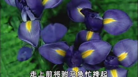 豫剧《打金枝》斩驸马本是把孤王我来欺
