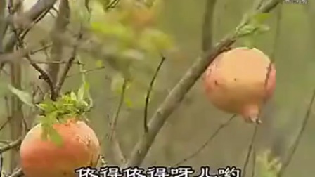 民间小调《摘石榴》