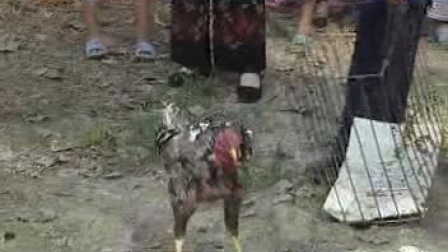 民间小调<两个恶婆婆斗鸡>05