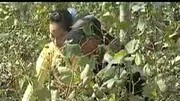 安徽民间小调全集《表哥替表妹割草》01荆献顺演唱 戏曲高清视频mp3免费下载下载