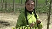 民间小调《姐夫娶小姨》全集 戏曲mp3免费下