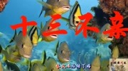 民间小调《十三不亲》高清mp4视频免费下载