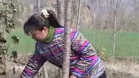 民间小调《儿媳偷情》全集