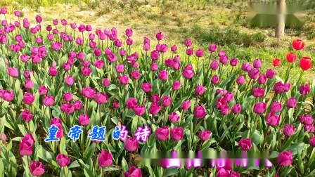 黄梅戏《戏凤》
