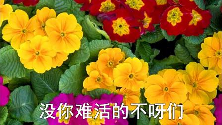 二人台伴奏《人想人》报春花