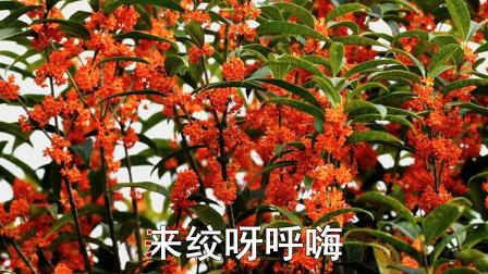 二人台伴奏《压糕面》桂花