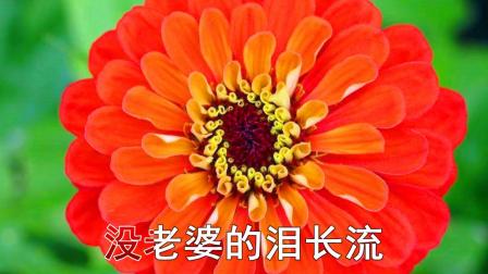 二人台伴奏《光棍哭妻》百日菊
