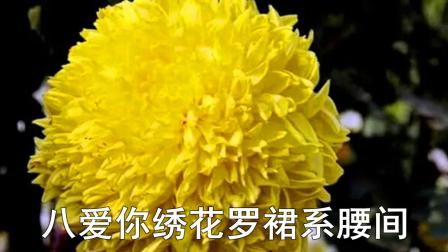 二人台伴奏《十爱》菊花