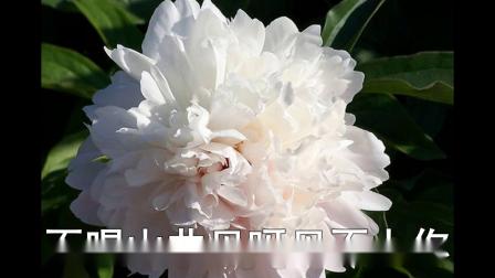 二人台伴奏《双满意》白牡丹
