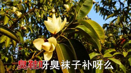 二人台伴奏《为朋友》含笑花