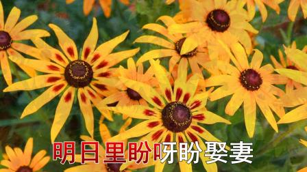 二人台伴奏《小女婿》黑心金光菊
