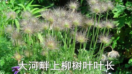 二人台伴奏《栽柳树》白头翁