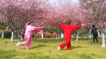 晨练杨式24式太极拳