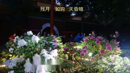 河北梆子《双错遗恨》选段残月如钩