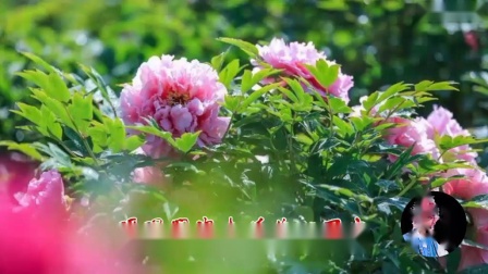 莆仙戏《牡丹花》