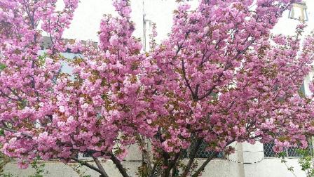 河北梆子《南北和》选段《十五年》