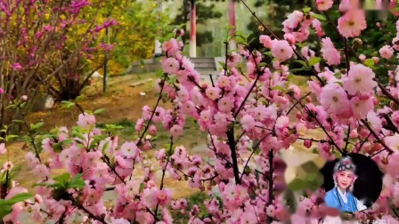 莆仙戏《春草闯堂》选段