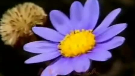 琴书《二子争母》全集 范枝云