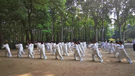杨氏太极拳28式