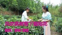 民间小调《風吹桃树落下满地花》视频mp4免