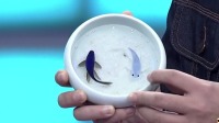 非你莫属2020年最新一期 第20201025期 帅气