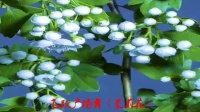 飞跃广场舞《茉莉花》原创零基础入门32步简