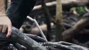 决胜荒野想穿过鳄鱼出没的红树林并非简单这