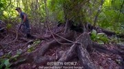 野外求生早上起来就有藤条喝在没有水的时候