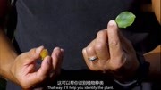 野外求生夫妻档这是什么果实看着有点像迷你版的榴莲想吃下载