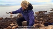 野外求生海边真是物资丰富各种贝类全都有肯定能吃饱下载