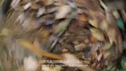 单挑荒野刚到陌生的雨林谁能有明确的生存方