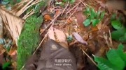 单挑荒野时间紧任务重德爷马不停蹄找水没想