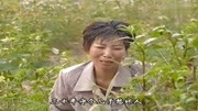 民间小调下载免费mp4《苦楝花》撇下我无人