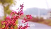 石家庄丝弦戏曲大全免费下载《鹿泉美景胜江