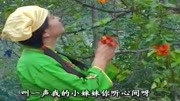 民间小调免费mp4下载《看樱桃》樱桃长得真