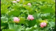 莆仙戏下载mp4格式《访友》选段曲牌 吴骨忠