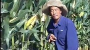 曲剧下载免费mp3打包下载《李豁子谈恋爱》