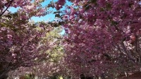 简单的吕芳广场舞《法华寺赏花》学广场舞一步一步教慢动作下载