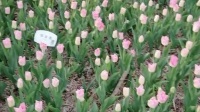 金灿灿广场舞《花开的时候你就来看我》初学