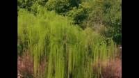 锡剧下载 免费 mp3《好禅林》