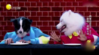 小品《DOG BOYS》笑点超多根本停不下来笑得