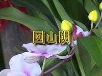 二人台《回山阴》下载