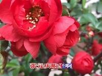 老淮剧《孝灯记》选段《园梦》