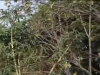 客家山歌剧《一女嫁三夫》上集