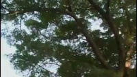 赣南采茶戏《秦香莲》第一集