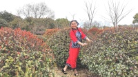霍山扬名广场舞《采茶舞曲》舞步简单时尚64