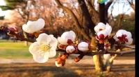 临汾青年眉户团古装剧《三进士》