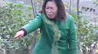民间小调《媳妇多了娘受苦》下集