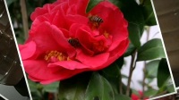 花鼓戏《卖妙郎》